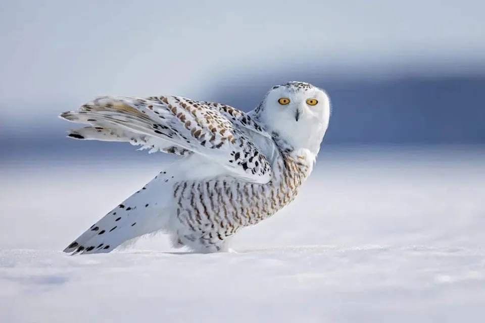 60 Animales y sus Cromosomas: ¡Sorprendentes Datos! 2 60 animales y sus cromosomas sorprendentes datos