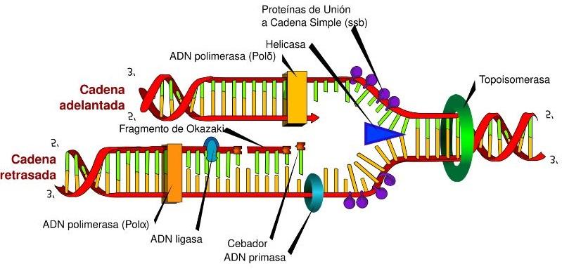 ADN: Cómo se ESTRUCTURA y qué lo DIFERENCIA del ARN 2 adn como se estructura y que lo diferencia del arn