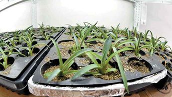 agave descubre su definicion y conceptos ocultos