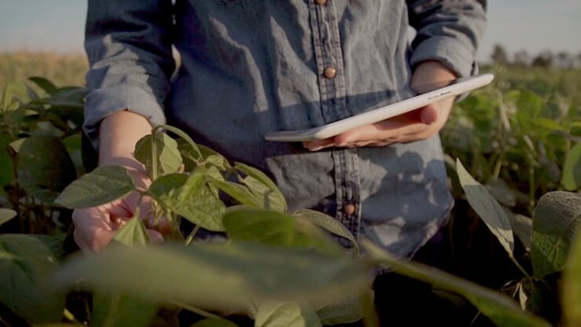 agricultura sostenible descubre su historia y concepto