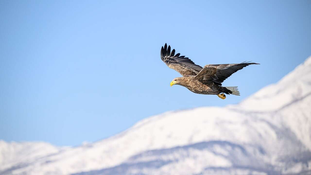 aguila descubre sus asombrosos habitats y secretos