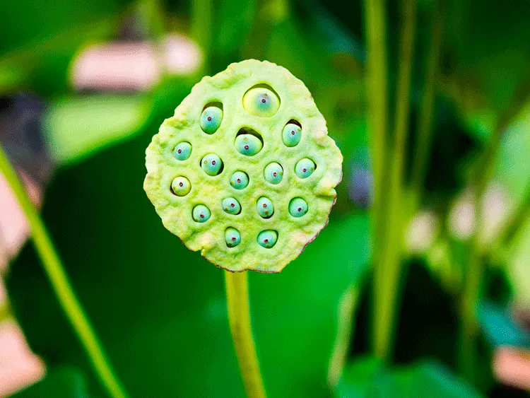 androfobia descubre sus sorprendentes causas y efectos