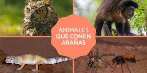 animales que comen carne y plantas descubre