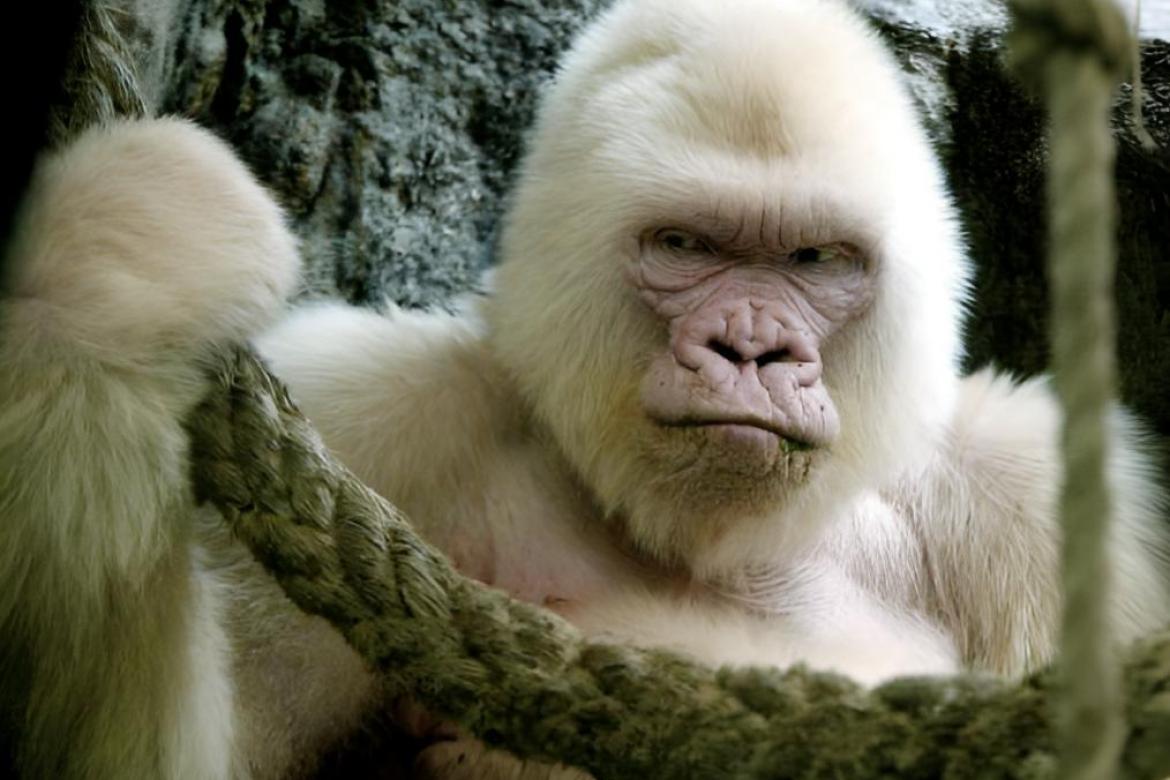 animales que migran descubre 15 sorprendentes ejemplares