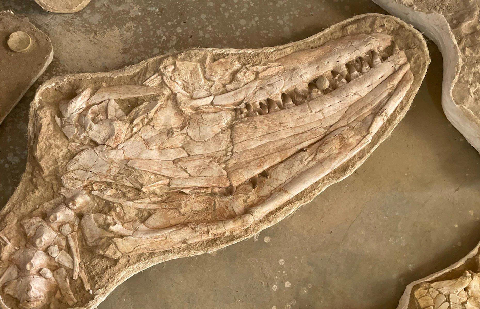 antropologia sorprendete con sus fascinantes hallazgos