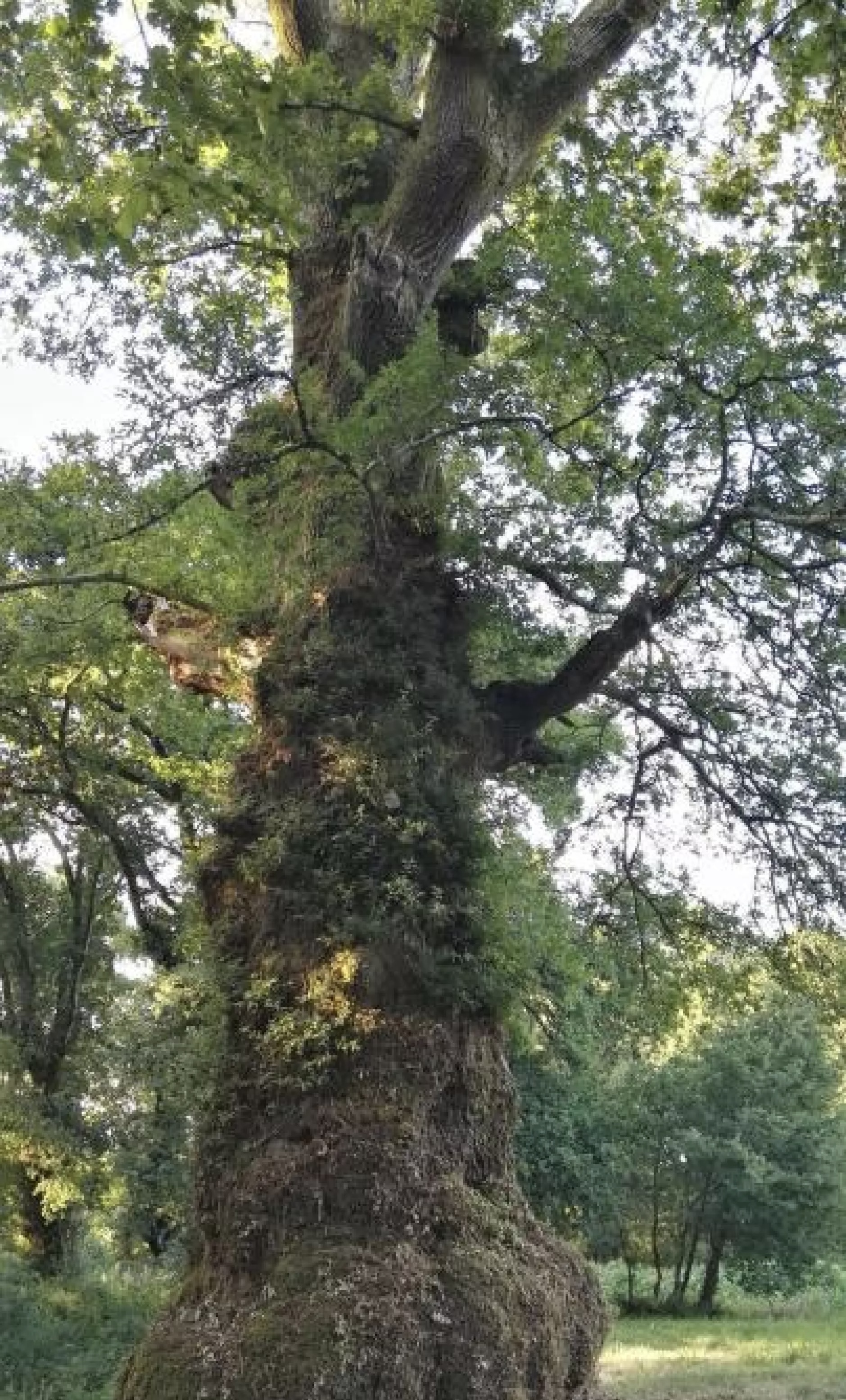 ÁRBOL ARCE: Descubre SUS MISTERIOS y CARACTERÍSTICAS 2 arbol arce descubre sus misterios y caracteristicas