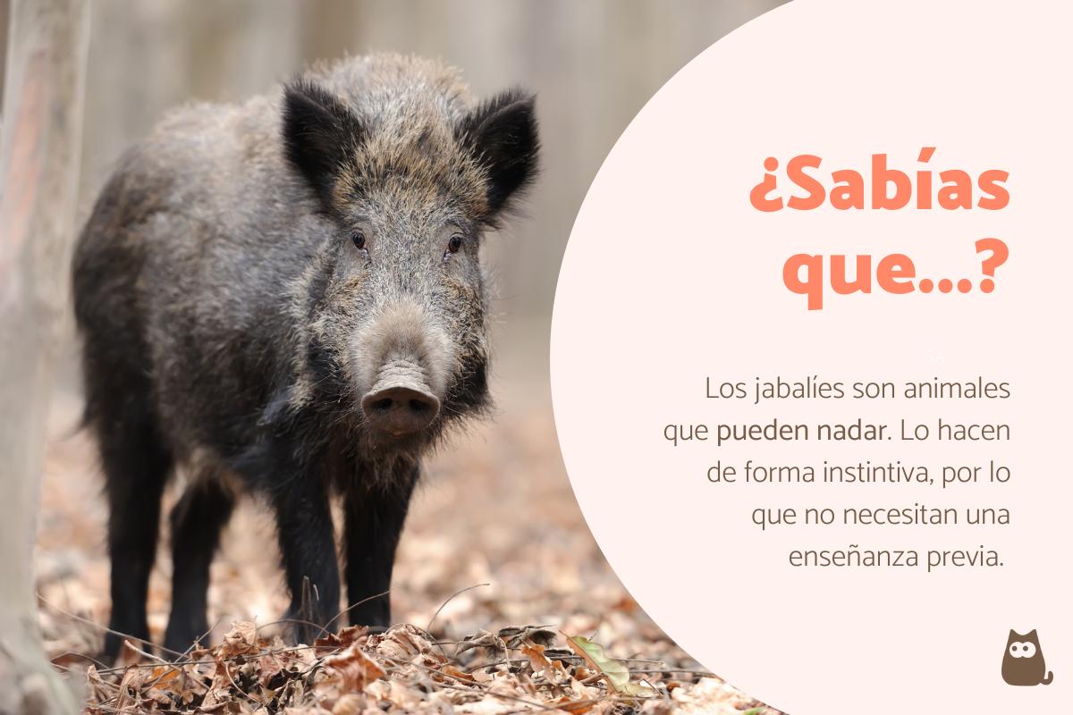 arrabaales significado y curiosidades que no conoces