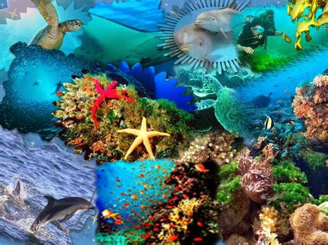 asombrosas caracteristicas de los ecosistemas acuaticos