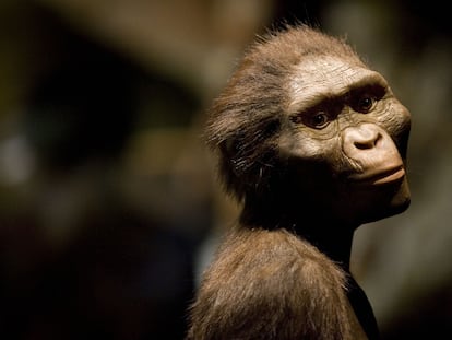 Australopithecus Lucy: El Fósil que Cambió Nuestra Historia 2 australopithecus lucy el fosil que cambio nuestra historia