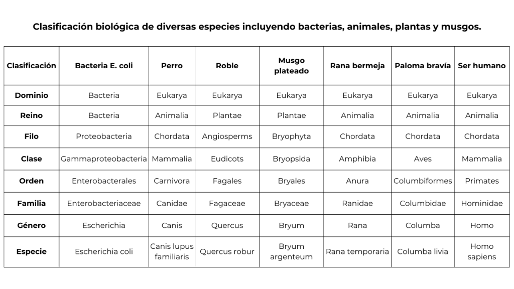 bacterias clasificacion y sorprendentes caracteristicas