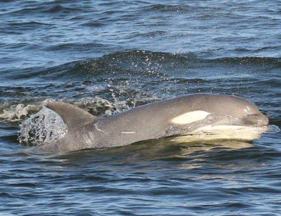 ballena orca descubre sus impactantes caracteristicas