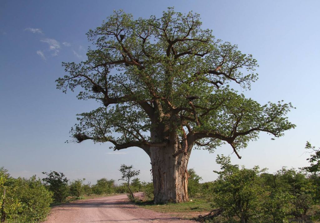 baobab el arbol misterioso con increibles usos