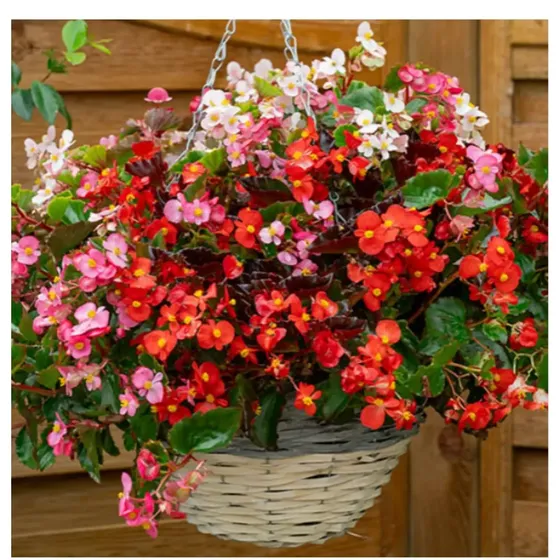 begonia descubre sus caracteristicas y origen