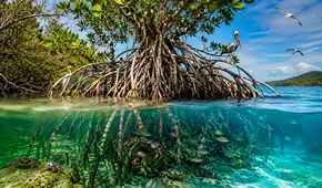 biodiversidad descubre su origen y caracteristicas