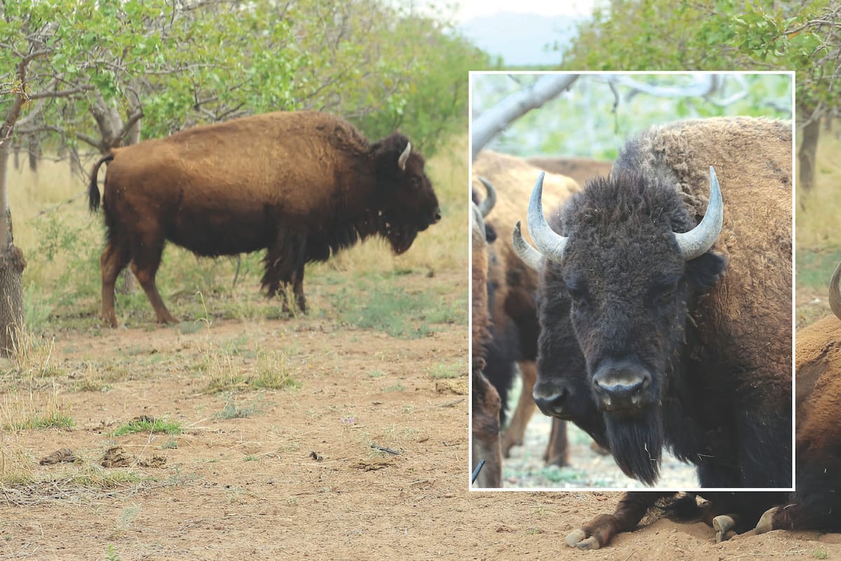 bisonte descubre el misterio del bisonte americano