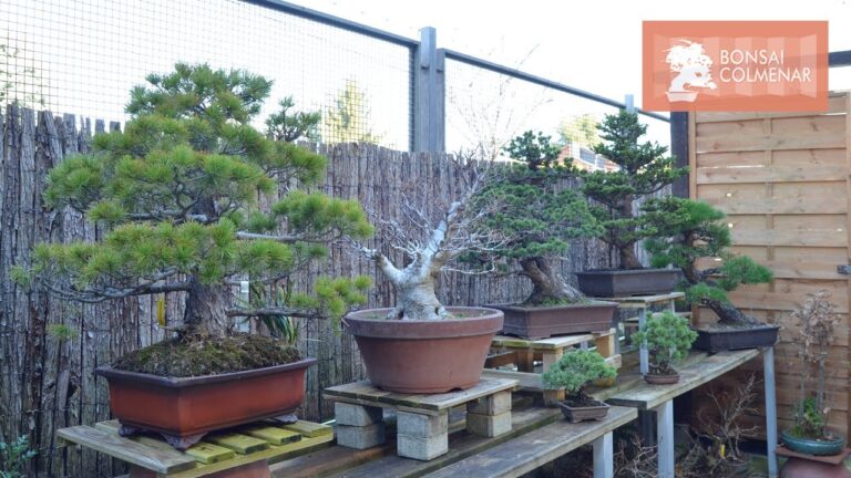 bonsai origenes fascinantes y secretos por descubrir