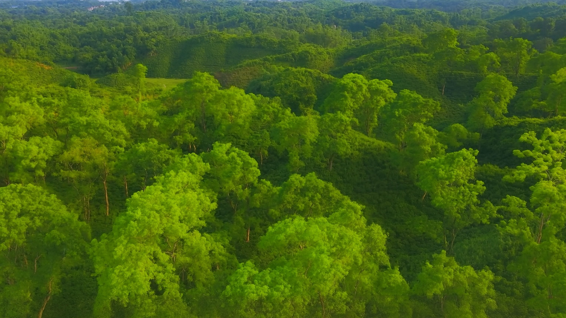 BOSQUES DE CONÍFERAS: Descubre su FASCINANTE FAUNA 2 bosques de coniferas descubre su fascinante fauna