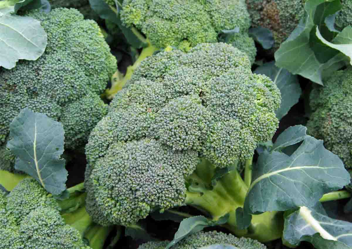 BRÓCOLI: Por qué es la BRASSICA OLERACEA VAR. ITALICA 8 brocoli por que es la brassica oleracea var italica