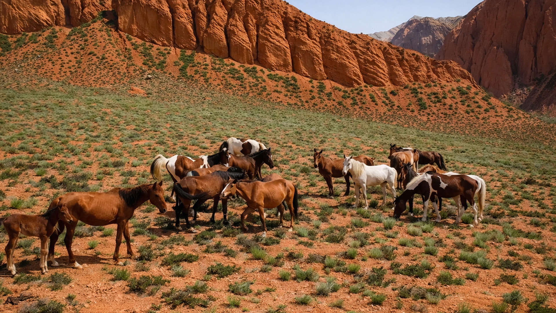 Características CABALLOS: Sabías esto sobre su VIDA 2 caracteristicas caballos sabias esto sobre su vida