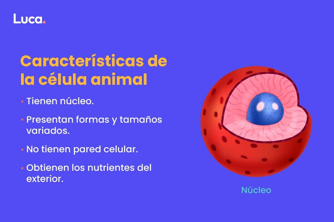 celula animal funciones esenciales que debes conocer