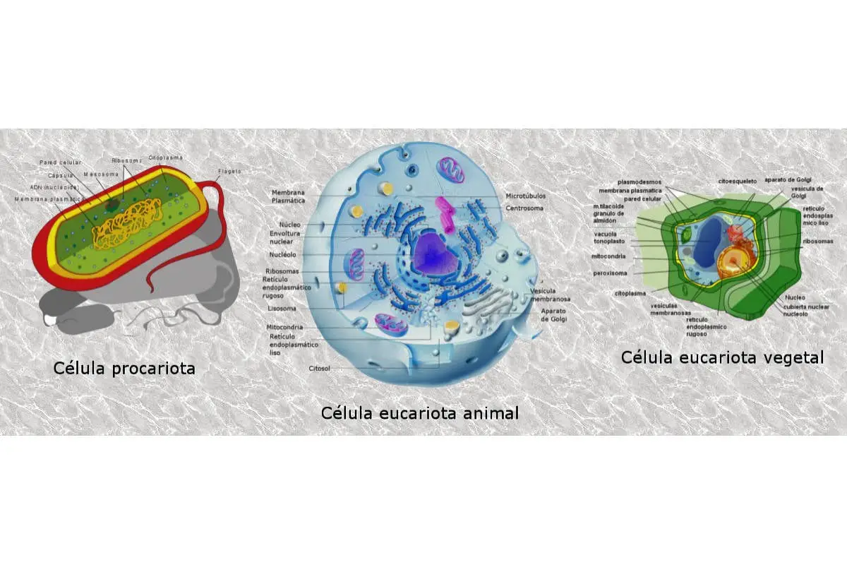 CÉLULA: Cuáles son sus IMPACTANTES características 15 celula cuales son sus impactantes caracteristicas
