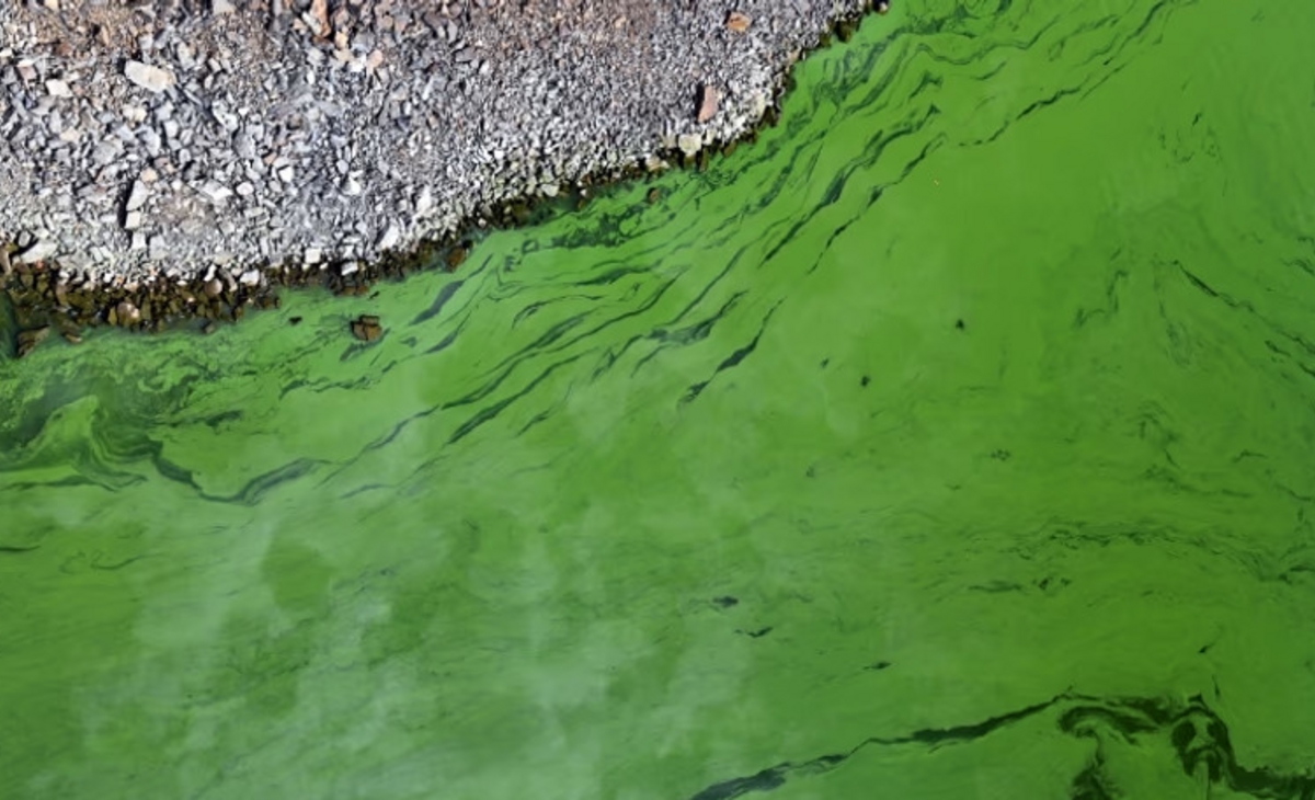 cianobacterias impacto esencial en nuestro ecosistema