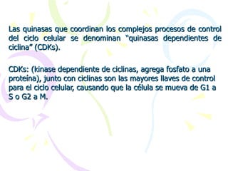 ciclo celular que es y cuales son sus fases clave