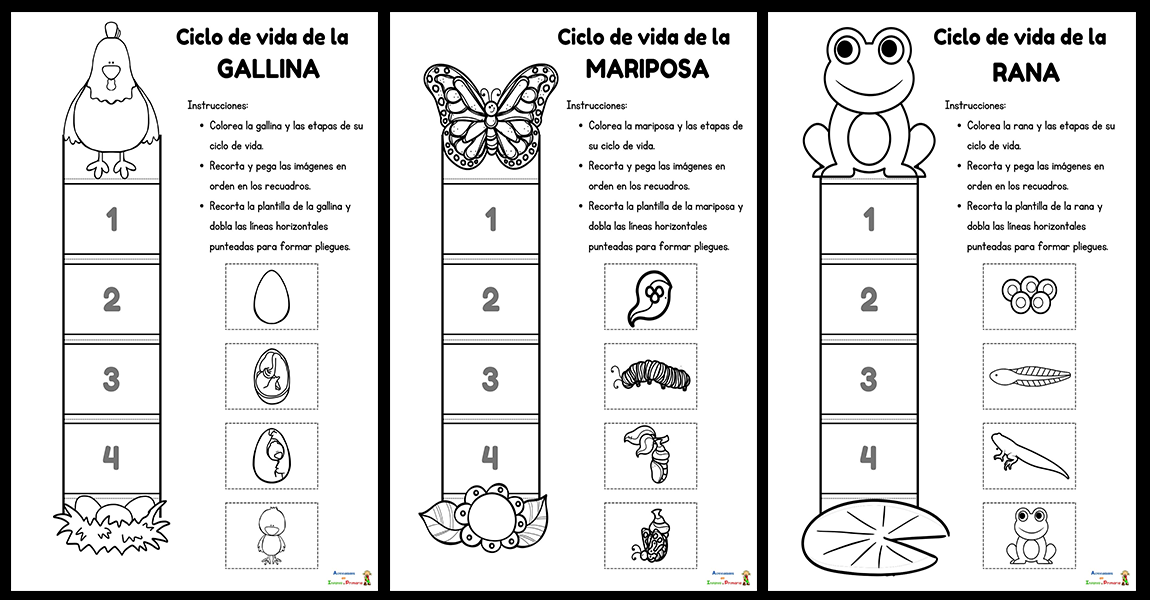CICLO DE VIDA: Qué ES y Cómo Afecta a los ANIMALES 2 ciclo de vida que es y como afecta a los animales