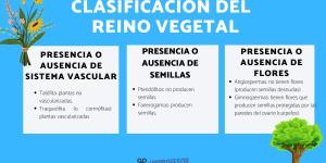 Clasificación del REINO VEGETAL: Qué NO Sabías 2 clasificacion del reino vegetal que no sabias