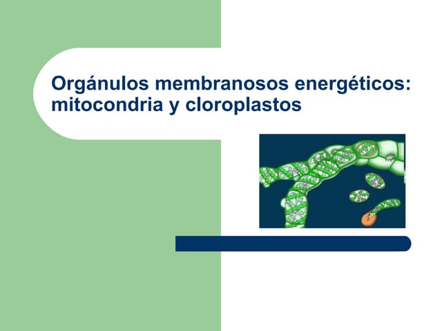 Cloroplasto: Sorprendentes Funciones que No Conocías 5 cloroplasto sorprendentes funciones que no conocias