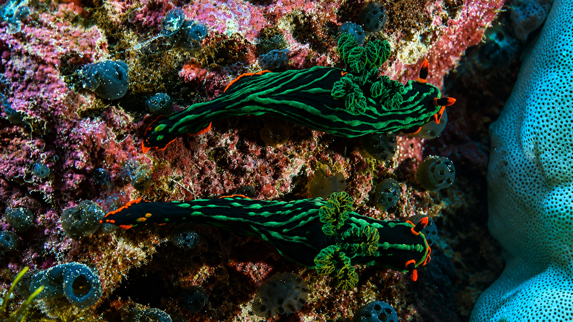 Cnidarios: Descubre los secretos de estos fascinantes seres 2 cnidarios descubre los secretos de estos fascinantes seres