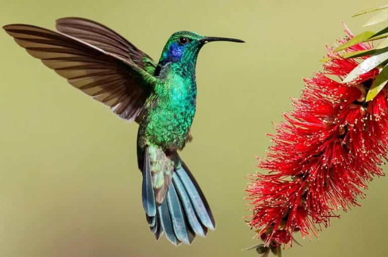 colibries sorprendete con su naturaleza y significado