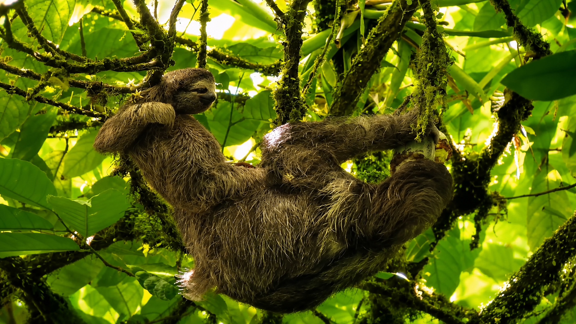competencia en la selva como se adaptan las especies