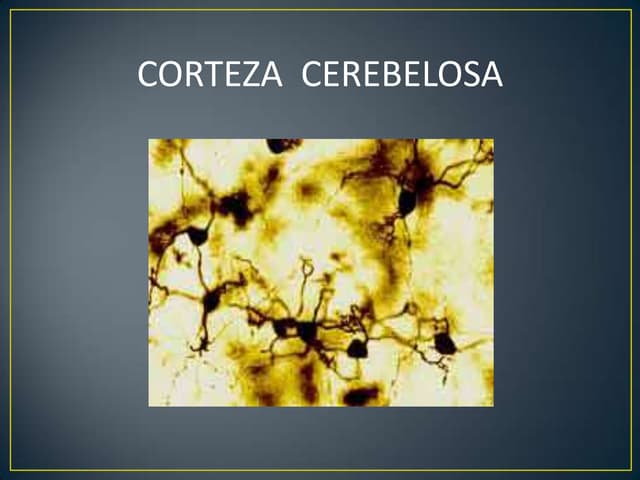 corteza cerebral descubre sus funciones sorprendentes