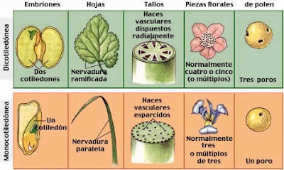 cotiledones descubre su importancia en las plantas