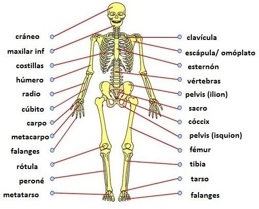cuantos huesos tiene la cabeza descubrelos aqui