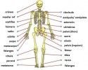 CUÁNTOS MÚSCULOS tiene el CUERPO HUMANO DESCÚBRELO 2 cuantos musculos tiene el cuerpo humano descubrelo