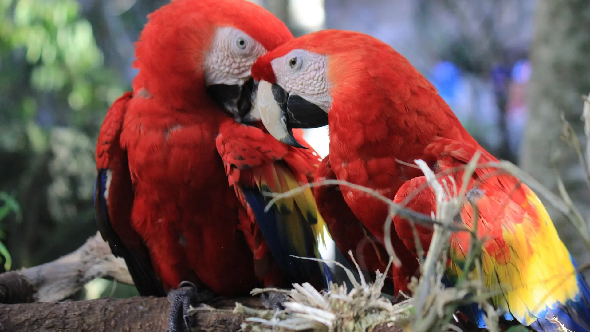 curiosidades increibles sobre los loros descubrelas