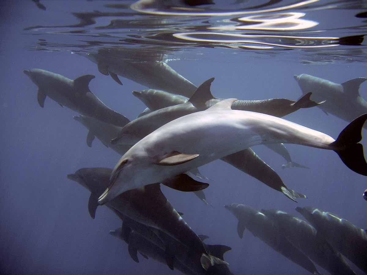delfines descubre sus secretos y habitat asombroso