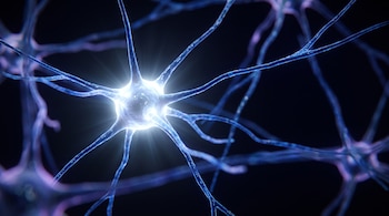 dendritas que son y por que son clave en las neuronas