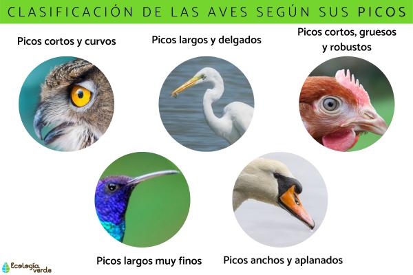 descubre 10 sorprendentes caracteristicas de las aves