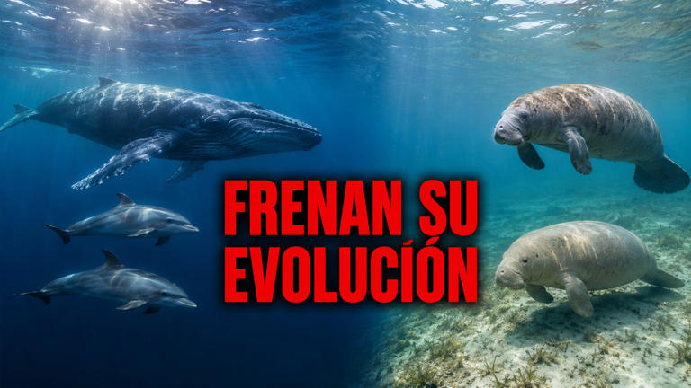Descubre 10 Sorprendentes Características de los Mamíferos 2 descubre 10 sorprendentes caracteristicas de los mamiferos