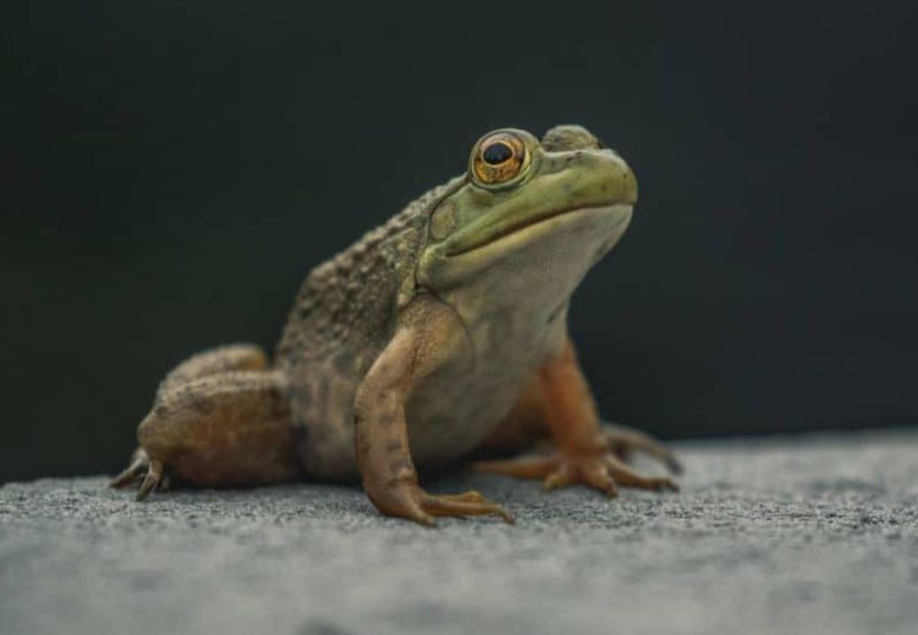 descubre 15 sorprendentes anfibios que no conocias
