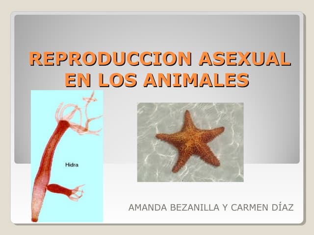Descubre 20 Ejemplos Increíbles de Reproducción Asexual 2 descubre 20 ejemplos increibles de reproduccion