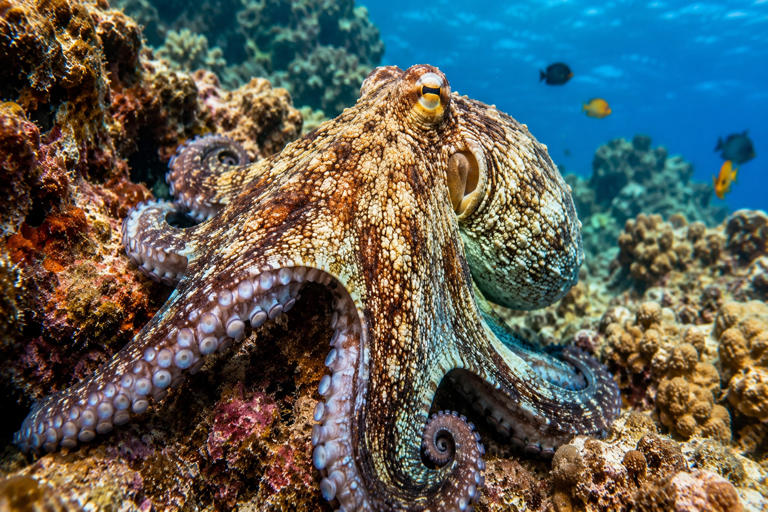 descubre 7 caracteristicas sorprendentes del pulpo