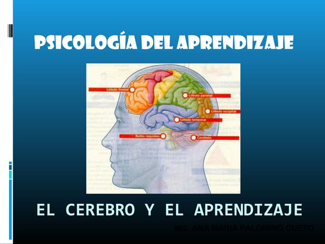 descubre como las neurociencias transforman tu aprendizaje