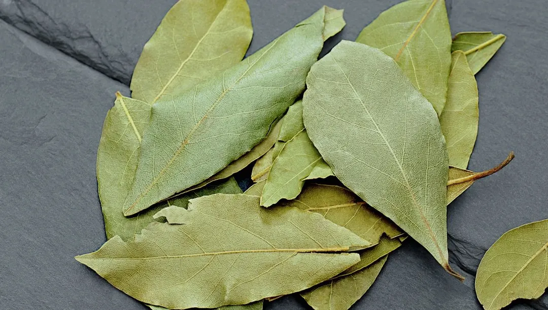 descubre el fascinante significado del laurel