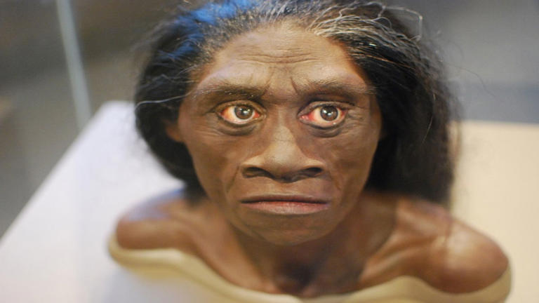 descubre el origen y rasgos de los primeros hominidos