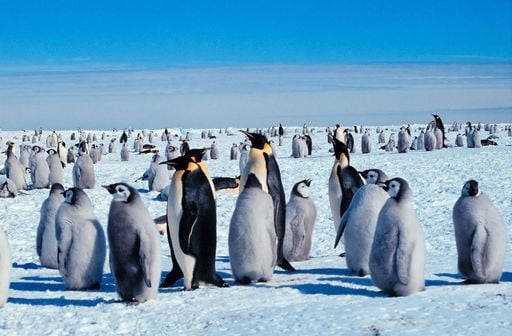 Descubre el Sorprendente Mundo de los Pingüinos 2 descubre el sorprendente mundo de los pinguinos