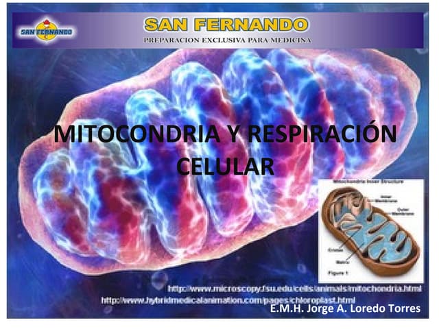 Descubre las Sorprendentes Funciones de la Mitocondria 2 descubre las sorprendentes funciones de la mitocondria